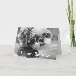 Shih Tzu Girl Carte de voeux noir et blanc