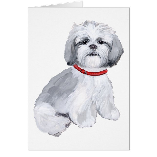Shih Tzu Gray & White (Voorkant)