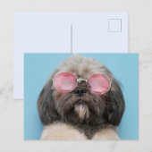 Shih Tzu Greetings Briefkaart (Voorkant / Achterkant)