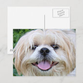 Shih Tzu Happy Face. Briefkaart (Voorkant / Achterkant)
