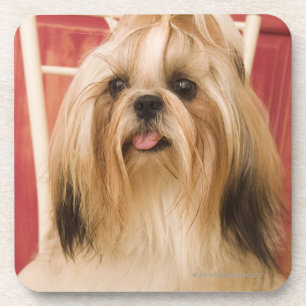 Shih-tzu hond bier onderzetter