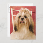 Shih-tzu hond briefkaart (Voorkant / Achterkant)