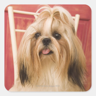 Shih-tzu hond vierkante sticker
