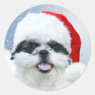 Shih Tzu in Santa hat Ronde Sticker