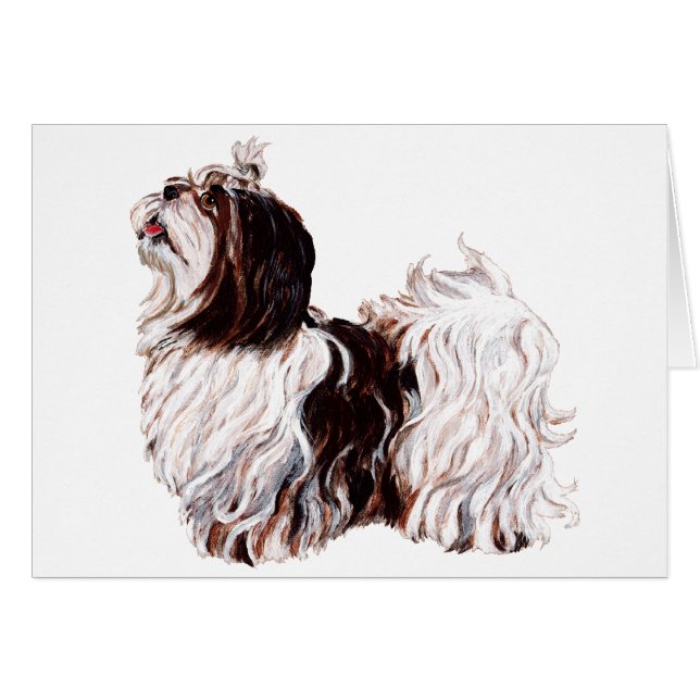 Shih Tzu joueur (Devant horizontal)
