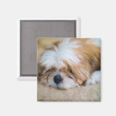 Shih Tzu Magneet (Voorkant / Achterkant)