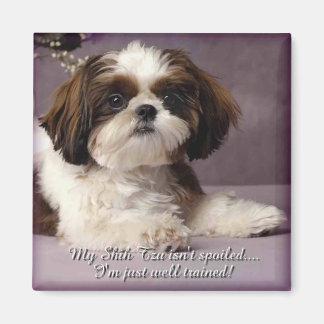 Shih-Tzu magneet 2