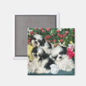 Shih Tzu Magnet (Recto/Verso)