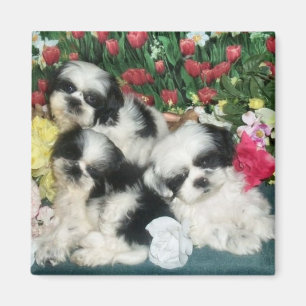 Shih Tzu Magnet