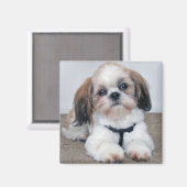 Shih Tzu Magnet (Recto/Verso)