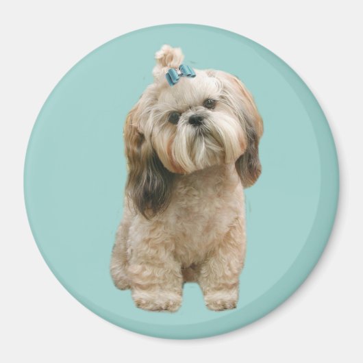 Shih Tzu Magnet (Devant)