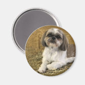 Shih Tzu Magnet 2 (Recto/Verso)