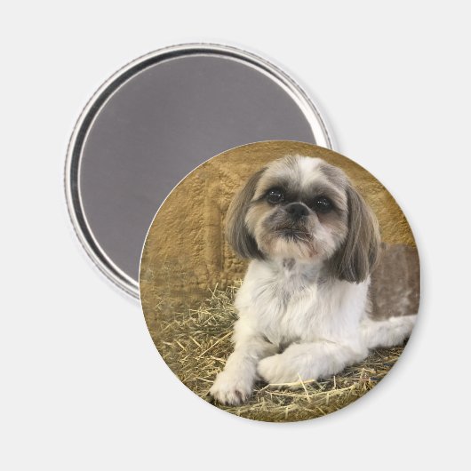 Shih Tzu Magnet 2 (Recto/Verso)