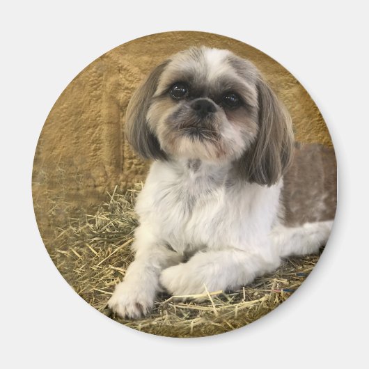 Shih Tzu Magnet 2 (Devant)