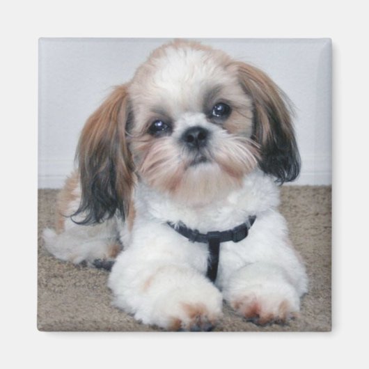 Shih Tzu Magnet Magneet (Voorkant)
