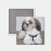 Shih Tzu Magnet Magneet (Voorkant / Achterkant)