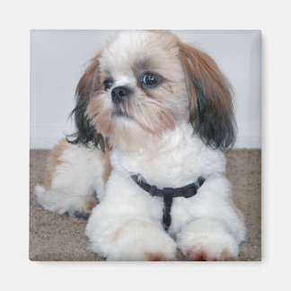 Shih Tzu Magnet Magneet