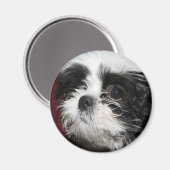 Shih Tzu Magnet Magneet (Voorkant / Achterkant)