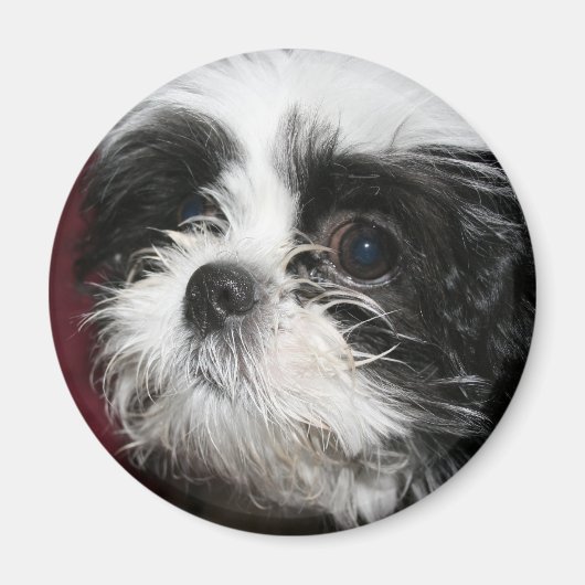 Shih Tzu Magnet Magneet (Voorkant)