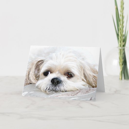 Shih Tzu manque ta carte (Devant)