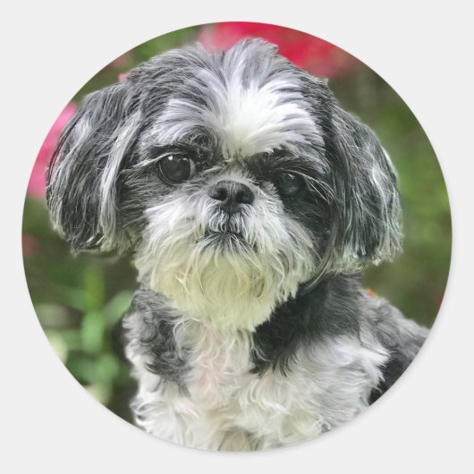 Shih Tzu Meisje Stickers (Voorkant)