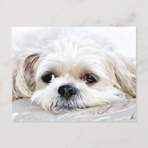 Shih Tzu mist u briefkaart