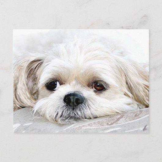 Shih Tzu mist u briefkaart (Voorkant)