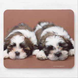 Shih Tzu Muismat