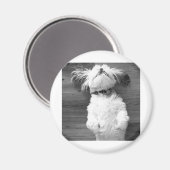 Shih Tzu Nap Magneet (Voorkant / Achterkant)