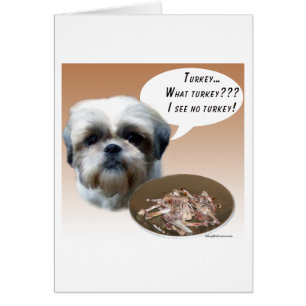 Shih Tzu (natuurlijk) Turkije