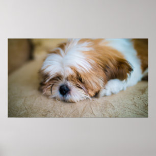 Shih Tzu Poster