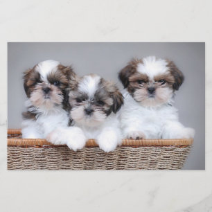 Shih Tzu puppies Briefpapier