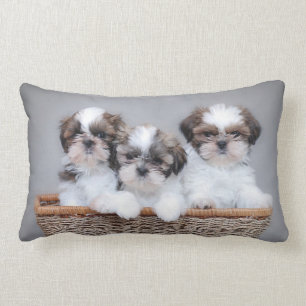Shih Tzu puppies Kussen