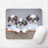 Shih Tzu puppies Muismat (Met muis)