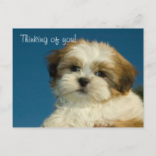 Shih Tzu Puppy "Denking of you" Briefkaart
