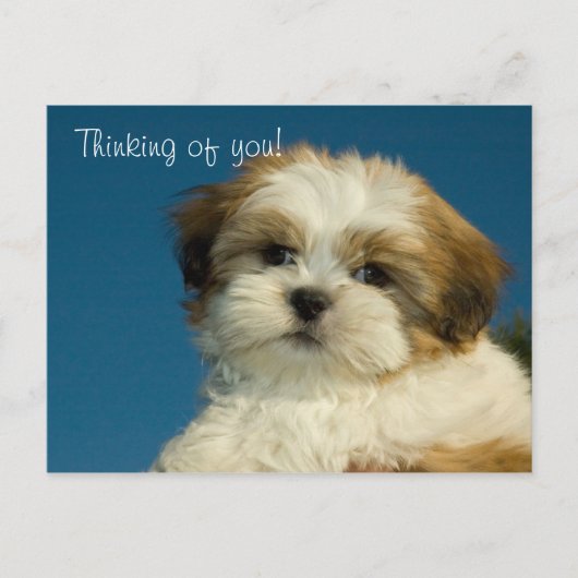 Shih Tzu Puppy "Denking of you" Briefkaart (Voorkant)