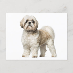 Shih Tzu Puppy Dog - Hallo, Liefde, Miss You Briefkaart