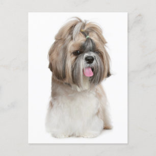 Shih Tzu Puppy Dog - Liefde, Hallo, denken aan jou Briefkaart