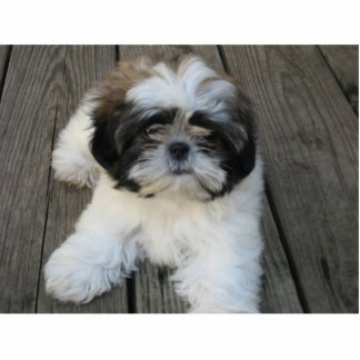 Shih-tzu Puppy Fotobeeldje Ornament