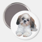 Shih Tzu Puppy Magnet (Recto/Verso)