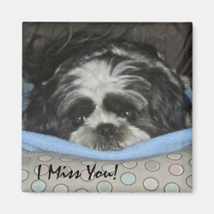 Shih Tzu Puppy Magnet - Orde zoals is of Personali Magneet