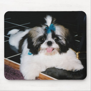 Shih-Tzu Puppy Muismat