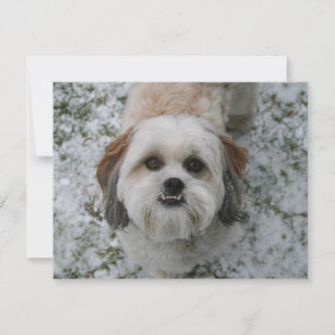Shih-Tzu Schattigee Schattige hondenfeestdag Kerst Feestdagenkaart