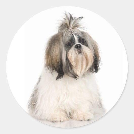 Shih Tzu Sticker (Voorkant)