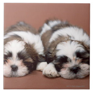 Shih Tzu Tegeltje
