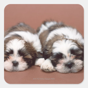 Shih Tzu Vierkante Sticker