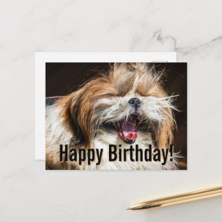 Shih tzu yawning laughing funny Happy birthday  Briefkaart
