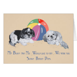 Shih Tzus à la Plage