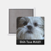 Shih Tzus RULE Réfrigérateur Aimant (Recto/Verso)