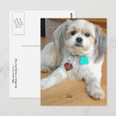 Shih TzuX genaamd Liz Briefkaart (Voorkant / Achterkant)